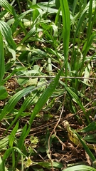 Platycnemis pennipes