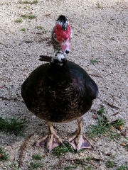 Cairina moschata domestica