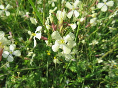 Raphanus raphanistrum