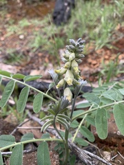 Sophora leachiana