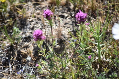 Castilleja exserta exserta