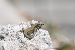 Podarcis muralis
