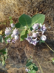 Calotropis gigantea