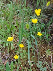 Ranunculus ollissiponensis