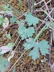 Ranunculus ollissiponensis