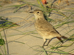 Geositta cunicularia