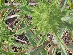 Atractylis cancellata