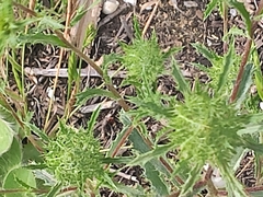 Atractylis cancellata