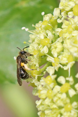 Andrena semilaevis