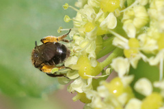 Andrena semilaevis