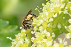 Andrena semilaevis