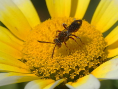 Nomada