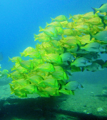 Anisotremus taeniatus