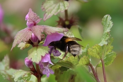 Bombus hortorum