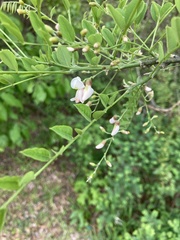 Styphnolobium