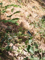 Calopteryx splendens