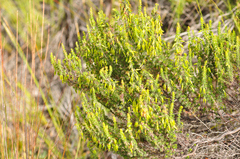 Erica coccinea