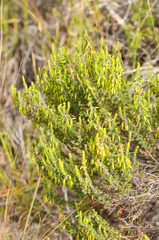 Erica coccinea