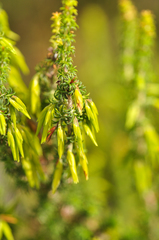Erica coccinea