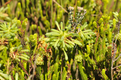 Erica sessiliflora