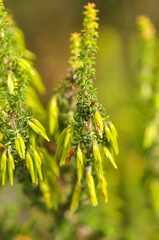 Erica coccinea