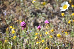 Castilleja exserta exserta