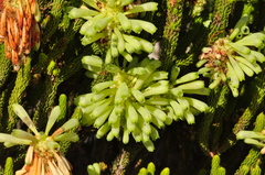 Erica sessiliflora