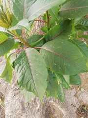 Phytolacca dioica