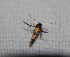 Stathmopoda luminata