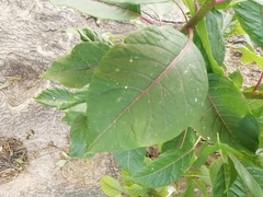 Phytolacca dioica