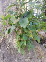 Phytolacca dioica