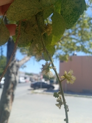 Pithecellobium dulce