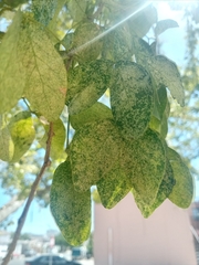 Pithecellobium dulce