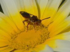 Nomada