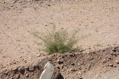 Parkinsonia africana image