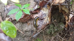 Apheloriini