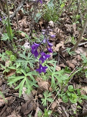 Delphinium tricorne