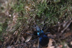 Carabus intricatus