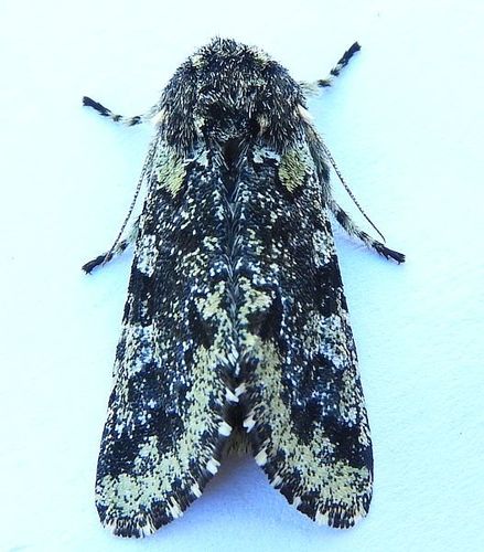 Major Sallow photo 5