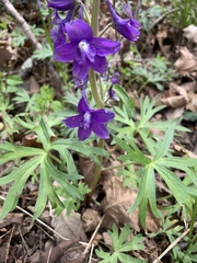 Delphinium tricorne