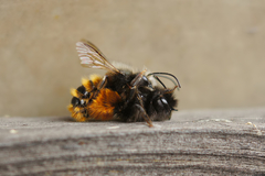 Osmia cornuta