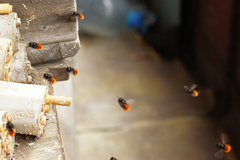Osmia cornuta