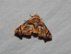 Eutelia callichroma