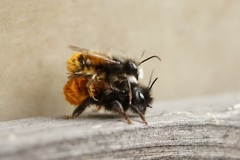 Osmia cornuta