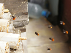 Osmia cornuta