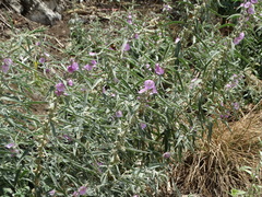 Sphaeralcea angustifolia