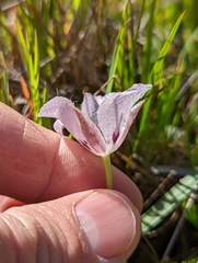 Calochortus uniflorus