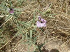 Sphaeralcea angustifolia