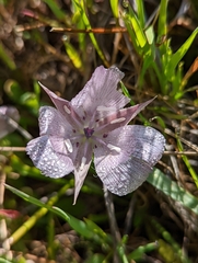 Calochortus uniflorus