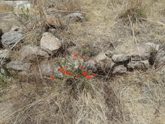 Bouvardia ternifolia